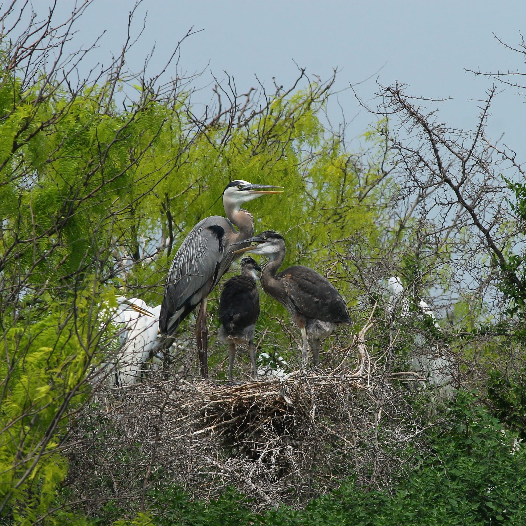 Gbhe Chicks In Nest, Tern Island, Ulm