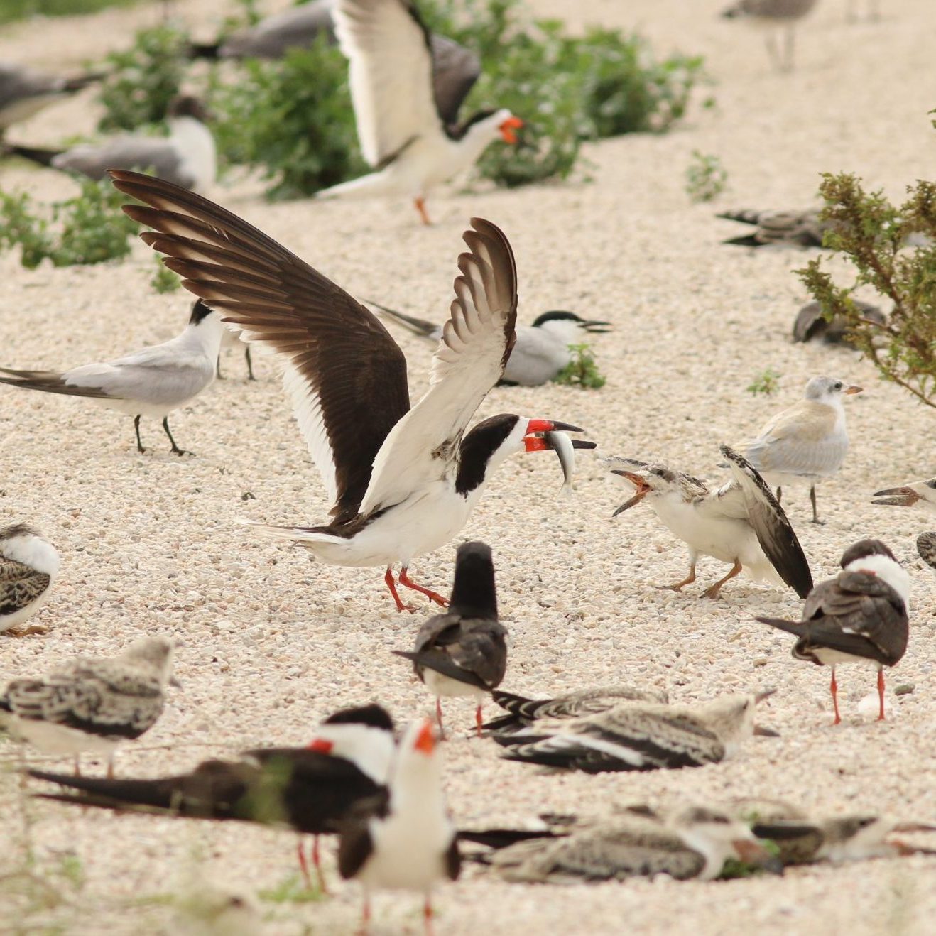 Skimmer Feeding Chicks